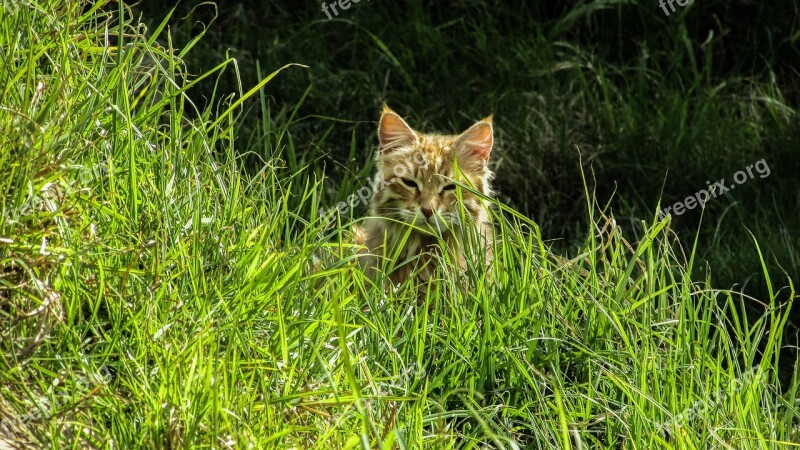 Cat Stray Indolence Looking Behind