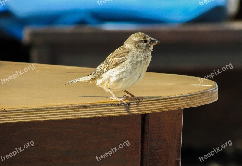 Sparrow Visitor Looking Bird Hungry