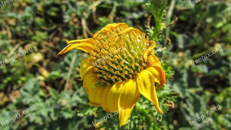 Flower Dried Yellow Plant Nature