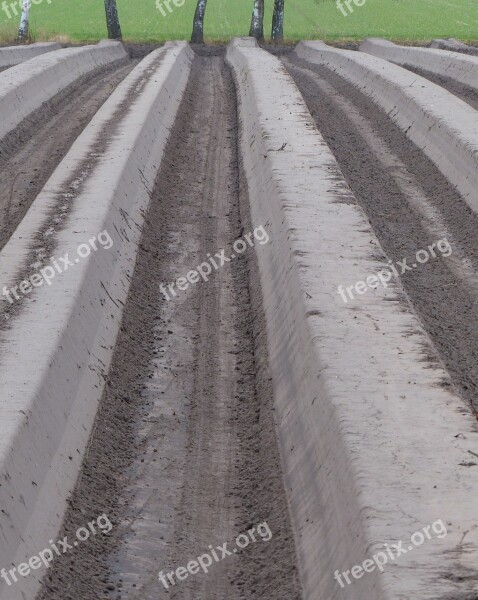 Agricultural Agriculture Cultivation Asparagus Cultivation Field