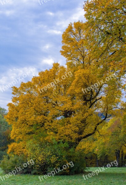 Tree Autumn Tree In The Fall Mood Leaves In The Autumn