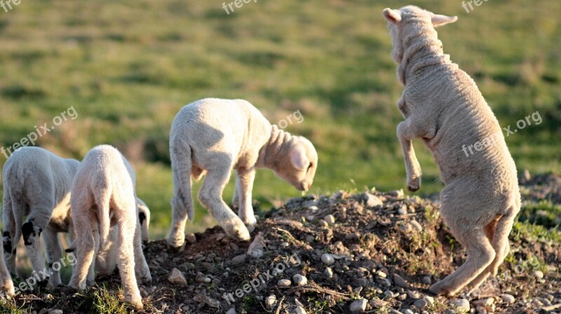 Lamb The Flock Play Pet Free Photos