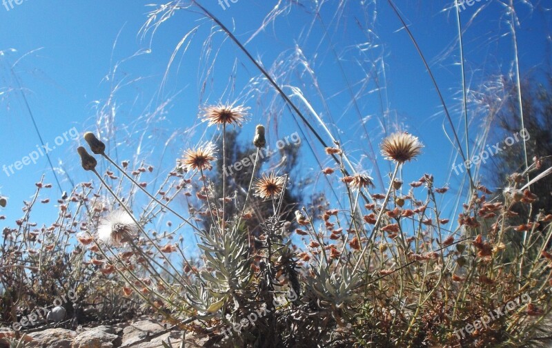 Still Life Landscapes Nature Plants Flowers