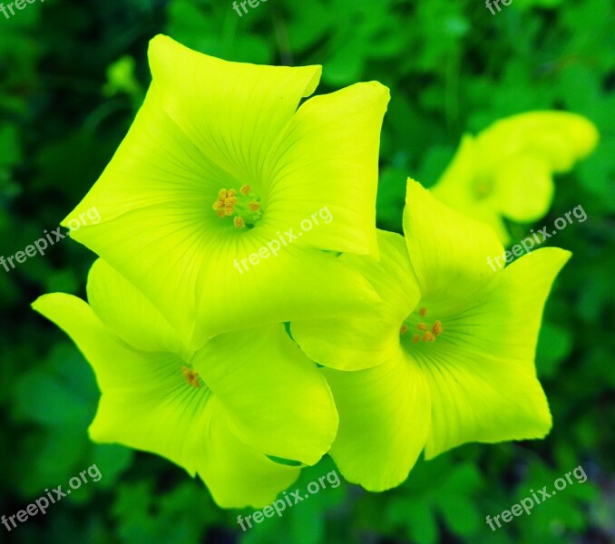 Flower Yellow Yellow Flowers Spring Oxalis