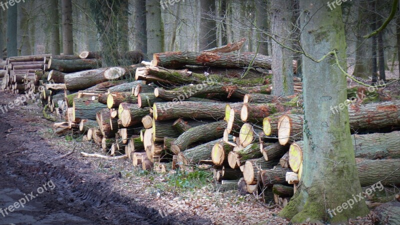 Wood Forestry Log Like Tree Trunks