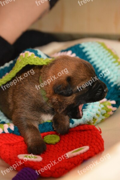 Puppy Tired Hunger Boxer Belgian Shepherd Dog