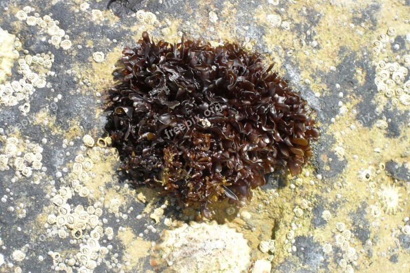 Seaweed Shore Rockpool Sea Ocean