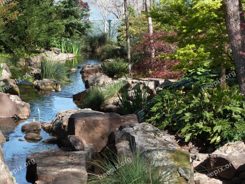 Arboretum Creek Fatsia Japanese Maple Spring