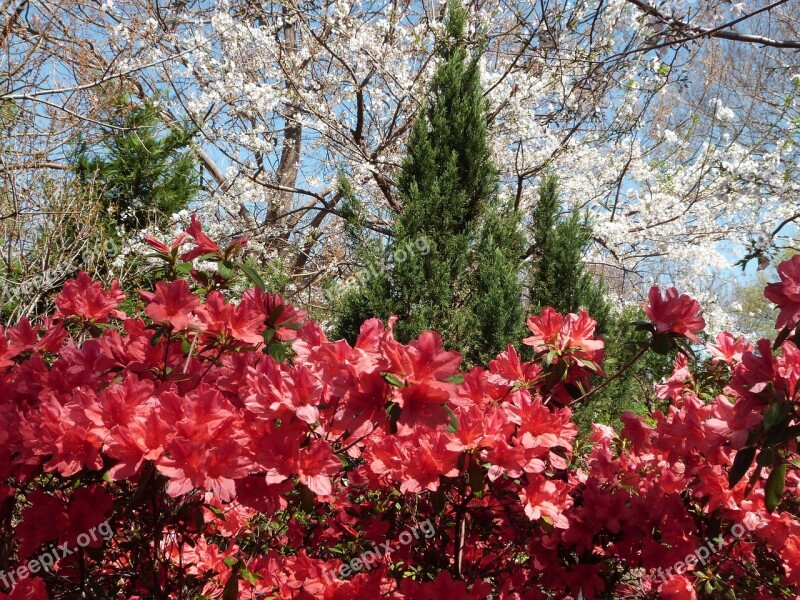 Azalea Red Bloom Spring Flower