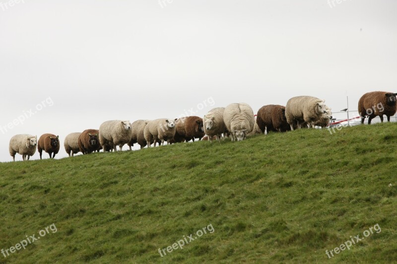 Sheep Dike Sheep On Dyke Wool North Sea