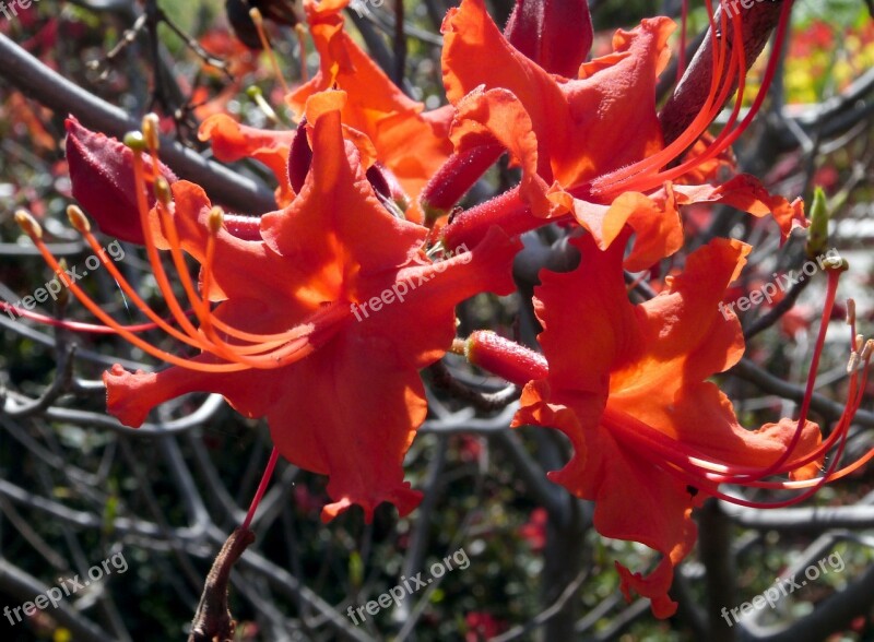 Orange Flower Orange Flower Bloom Plant