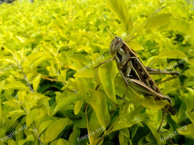 Cricket Grasshopper Nature Insect Animal