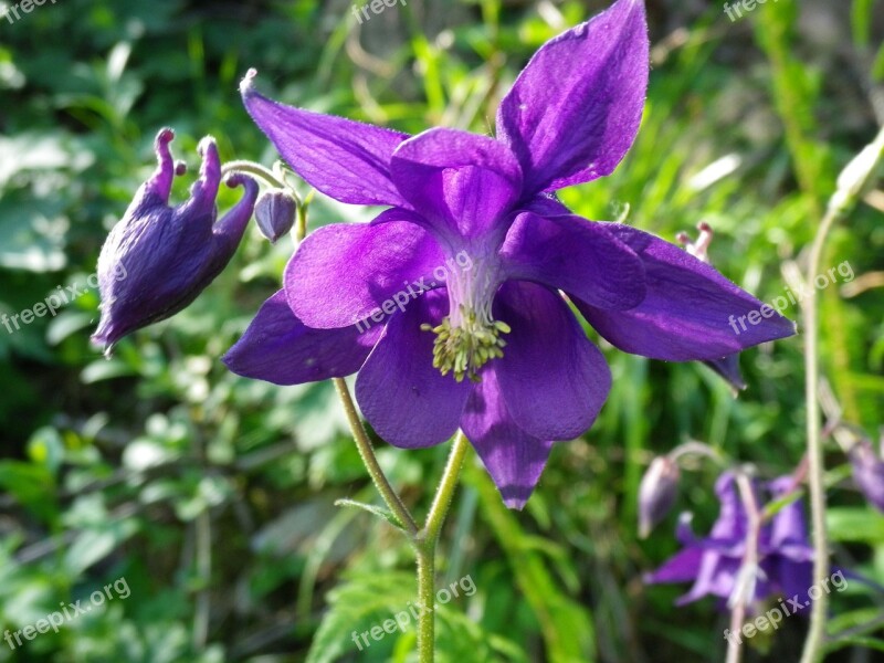 Columbine Blossom Bloom Violet Flora