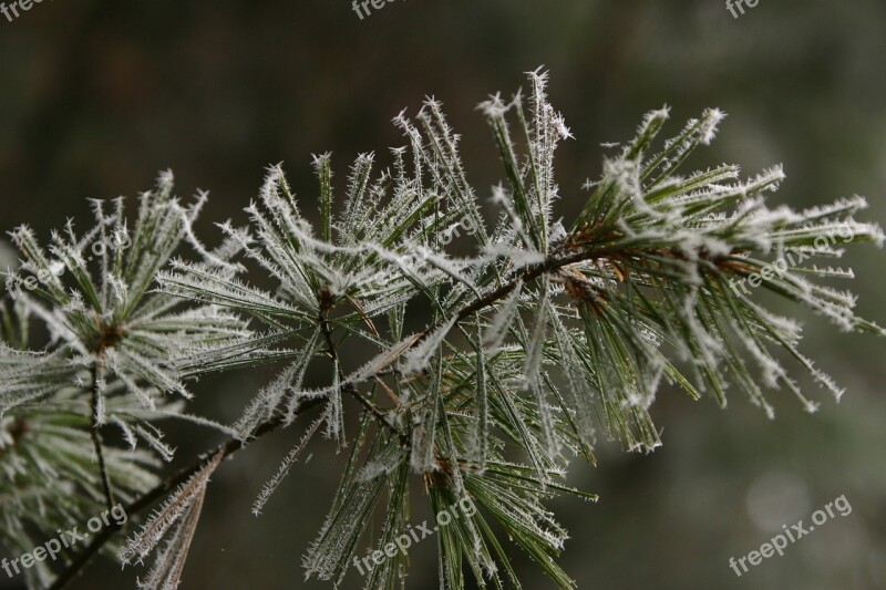 Winter Pine Hoarfrost Green Conifer