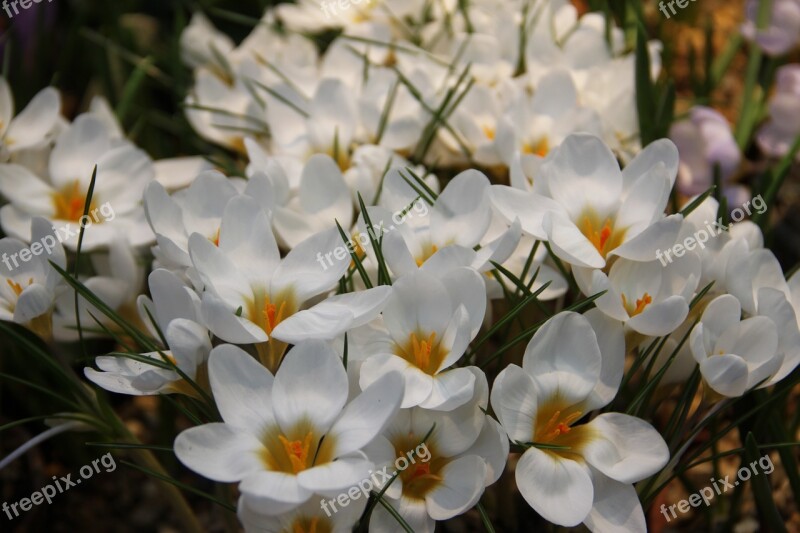 Flowers Spring Crocuses Plant Handsomely