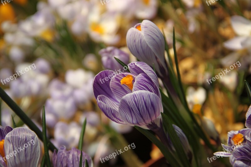 Spring Crocus Flower Greens Living Nature