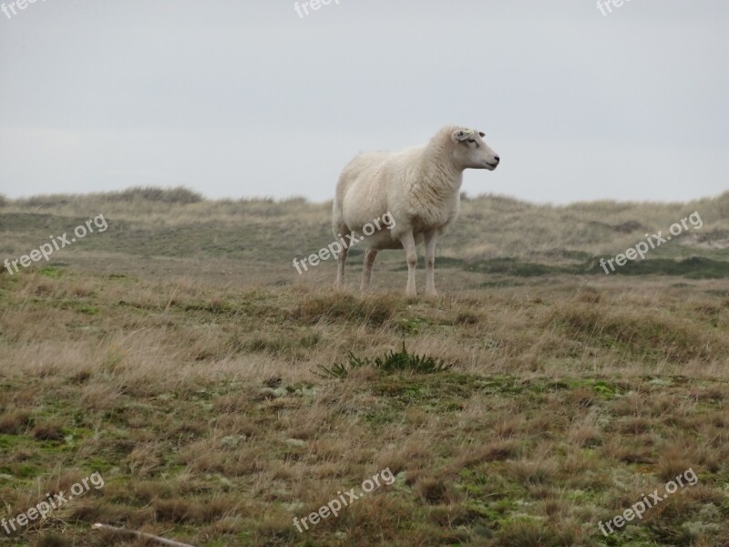 Sheep Dike Sheep On Dyke Nordfriesland North Sea