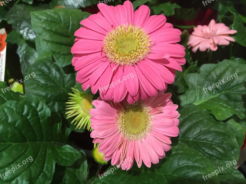 Flower Pink Gerbera Daisy Free Photos