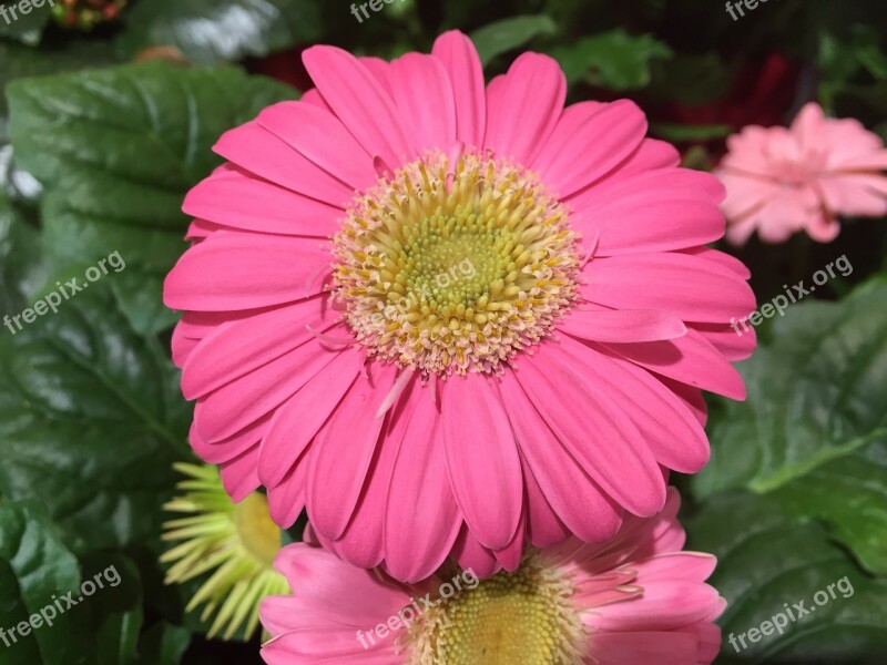 Flower Pink Gerbera Daisy Free Photos