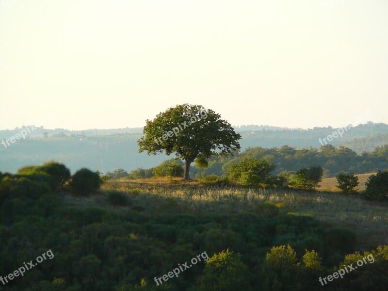 Landscape Tree Winter Landscape Mountain Nature