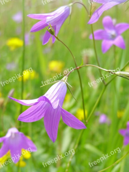 Flower Campanula Patula Spring Meadow Grasshopper