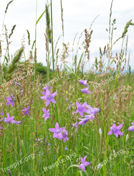 Flowers Campanula Patula Grass Spring Meadow