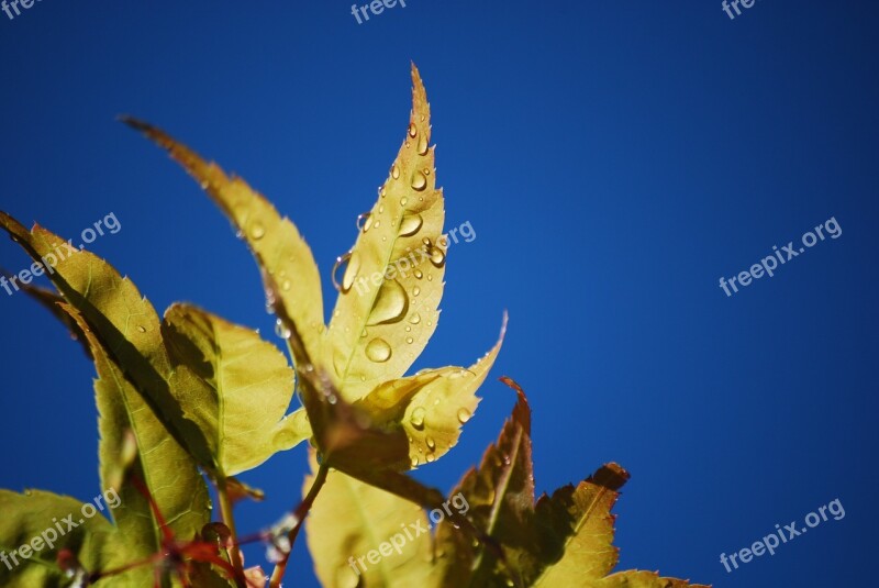 Drop Leaf Sky Get Wet Natural