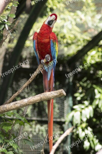 Macaw Bird Tropical Bird Animals Exotic Bird