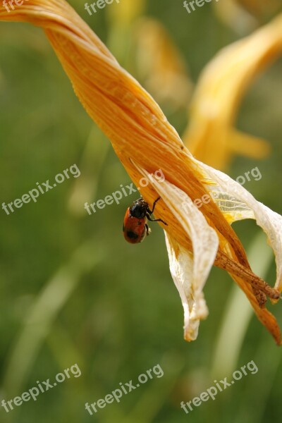 Insect Lys Wilted Flower Garden Nature