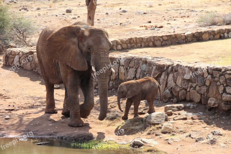 Elephant South Africa Africa Wild Tusk