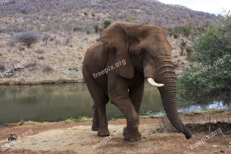 Elephant Africa Large Trunk Animal