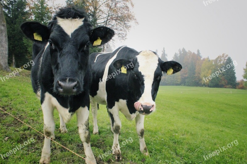 Cows Two Cows Dairy Agriculture Mammal