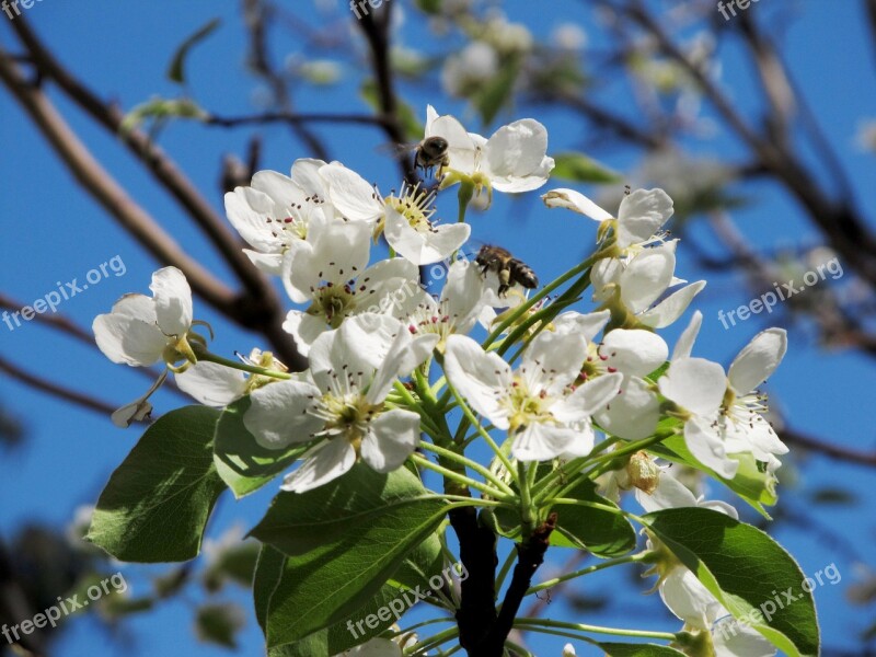 Pear Flower Bee Spring Nature