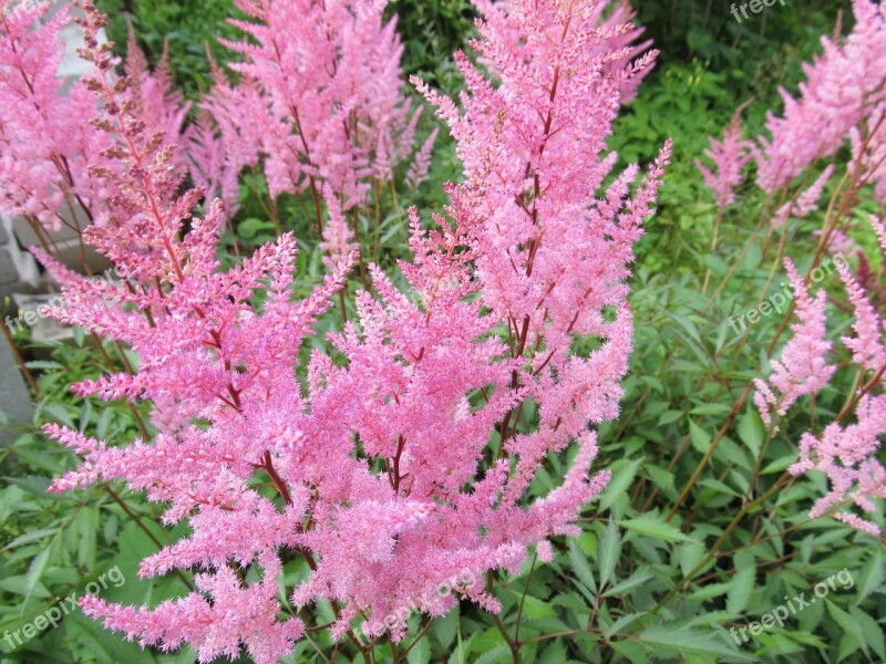 Callistemon Plant Purple Flowers Plants Summer Flowers