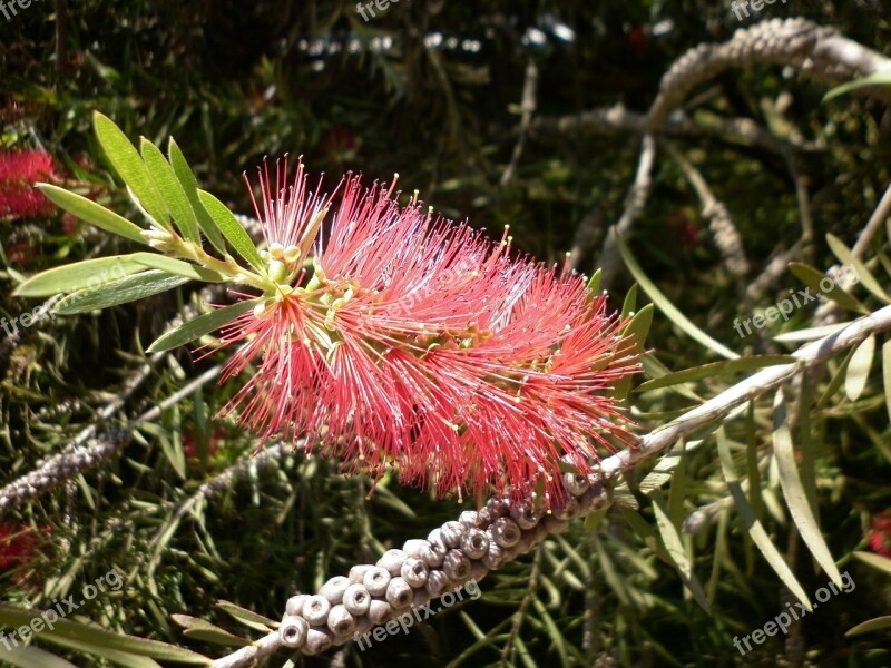 Callistemon Bloom Flower Nature Plant