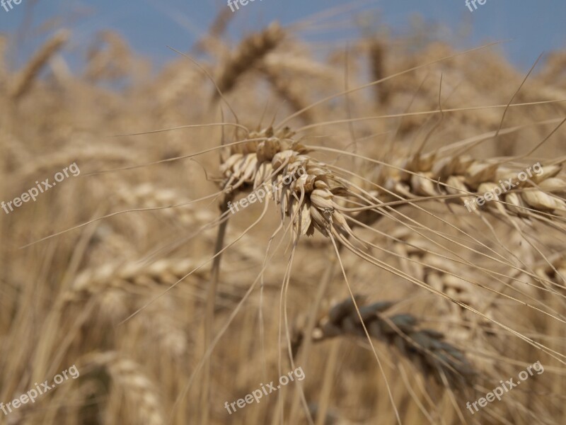 Summer Cornfield Bread Free Photos