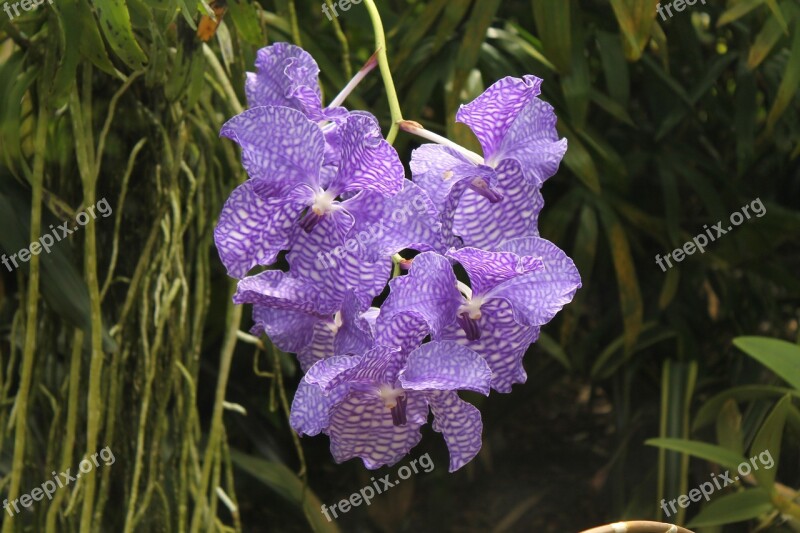 Orchid Flower Blossom Bloom White Violet