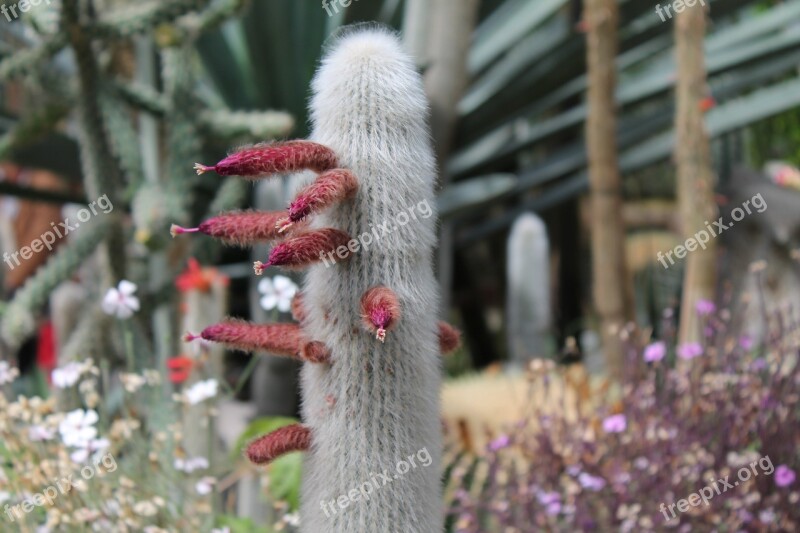 Cactus Close Up Cactus Flower Cactus Flowers Free Photos