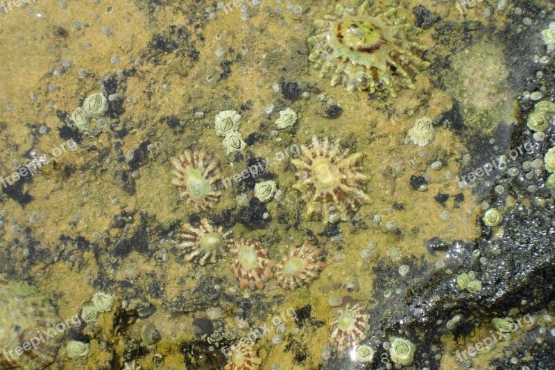 Limpets Sea Nature Shore Coast