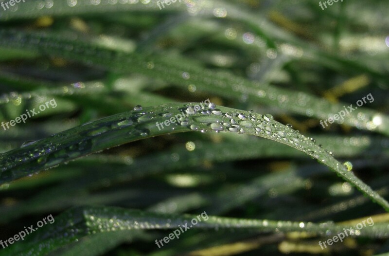 Grass Rosa Drops Green Nature