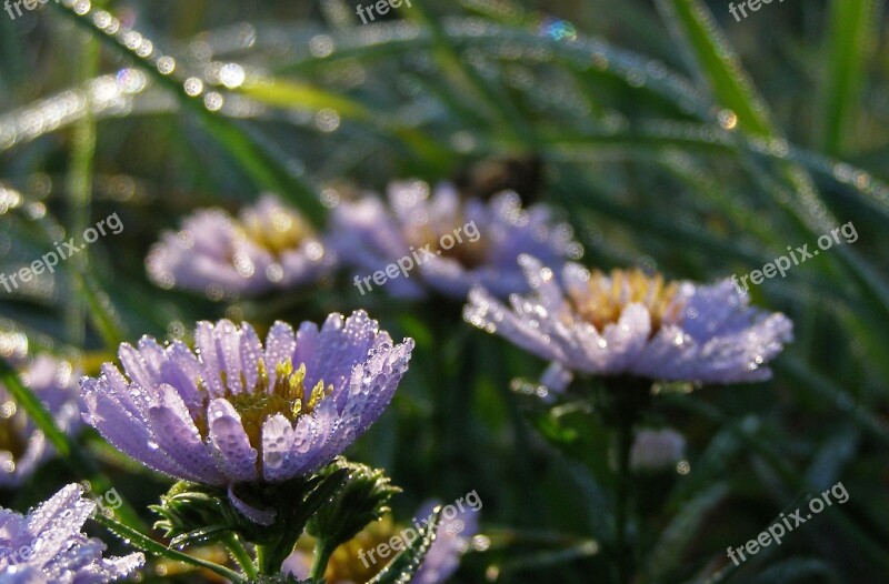 Flowers Rosa Drops Of Water Astra Morning