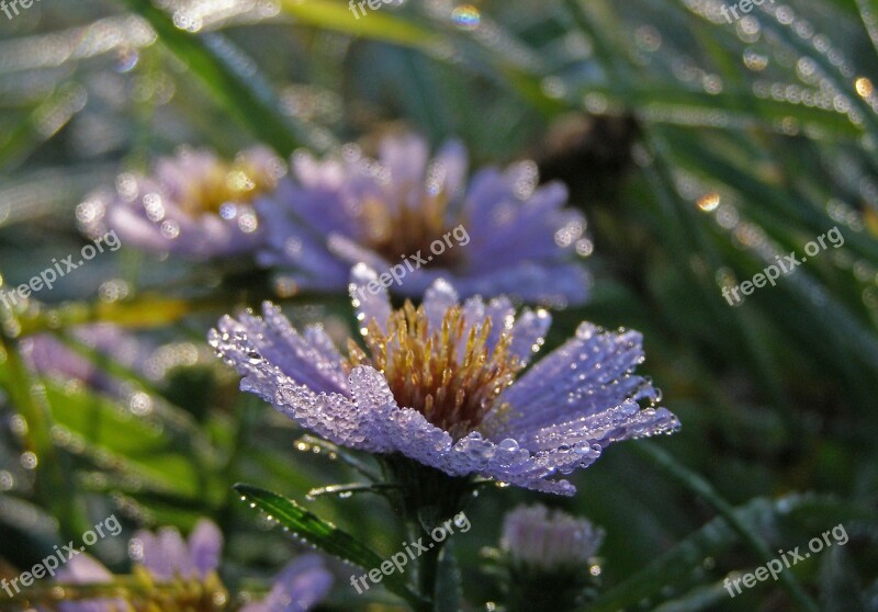 Flowers Rosa Drops Of Water Astra Morning