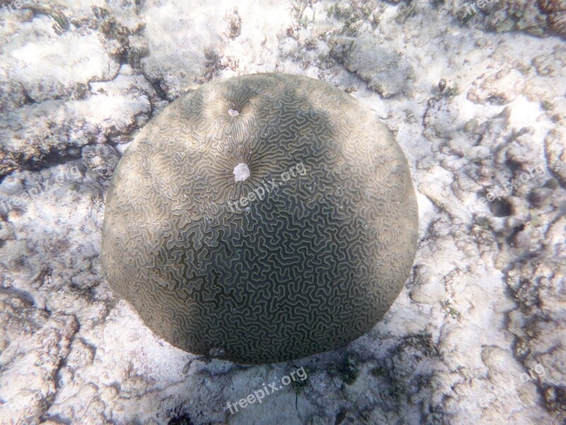 Coral Sea Ocean Diving Caribbean