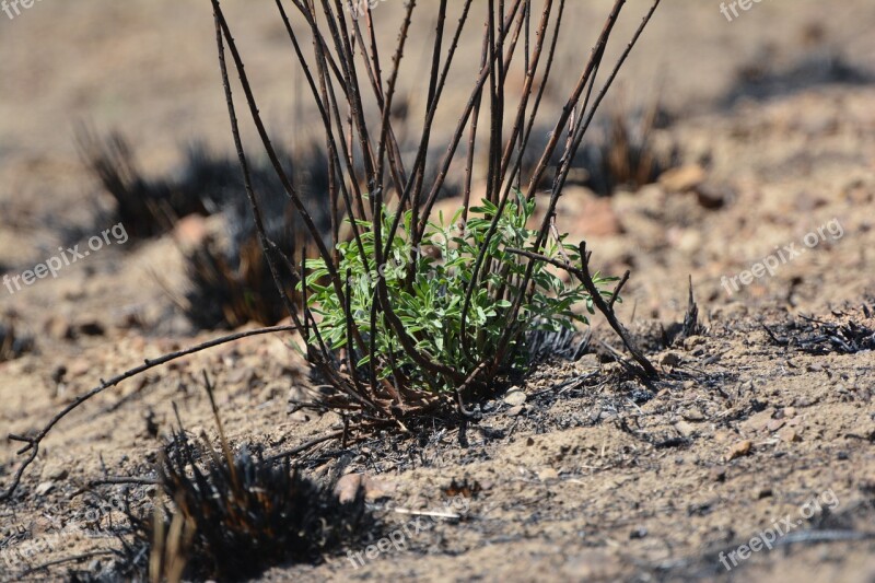 Wild Fire Wildfire Sprouting Plant