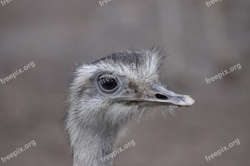 Ostrich Animal Bird Free Photos