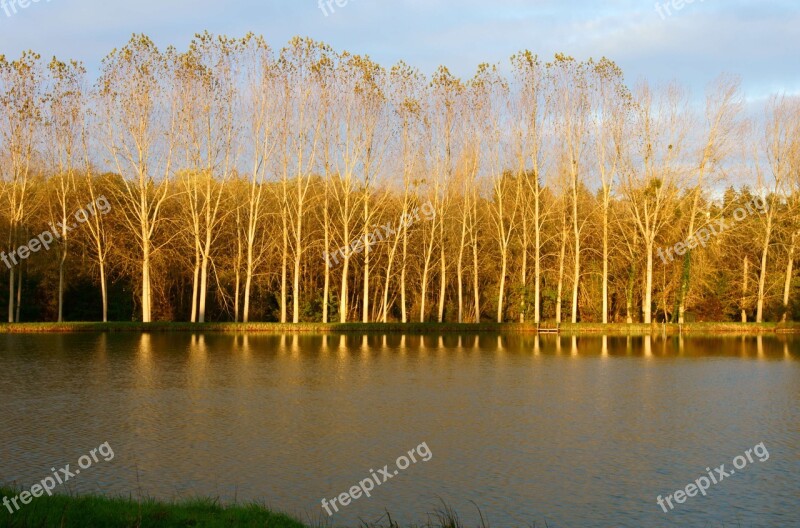 Sun Sunrise Golden Hour Trees Nature