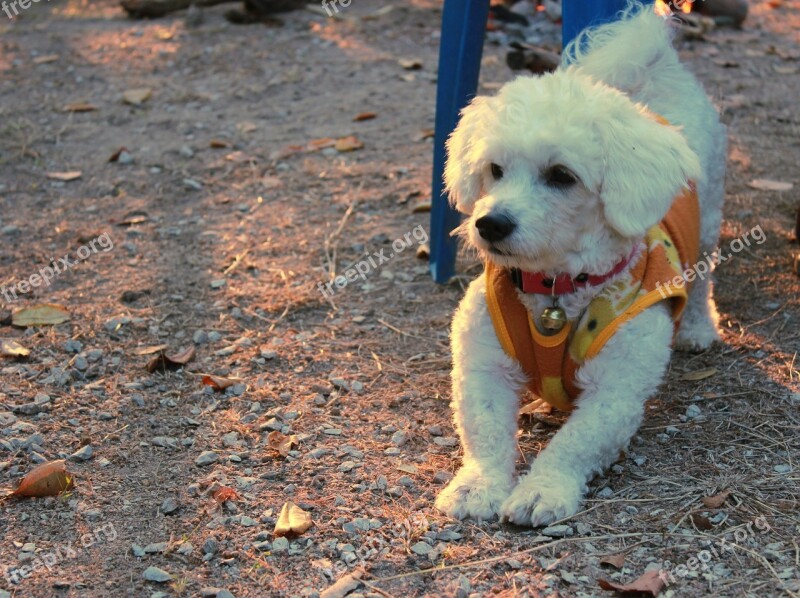 Bichon Frise Dog Pets Cute Breed