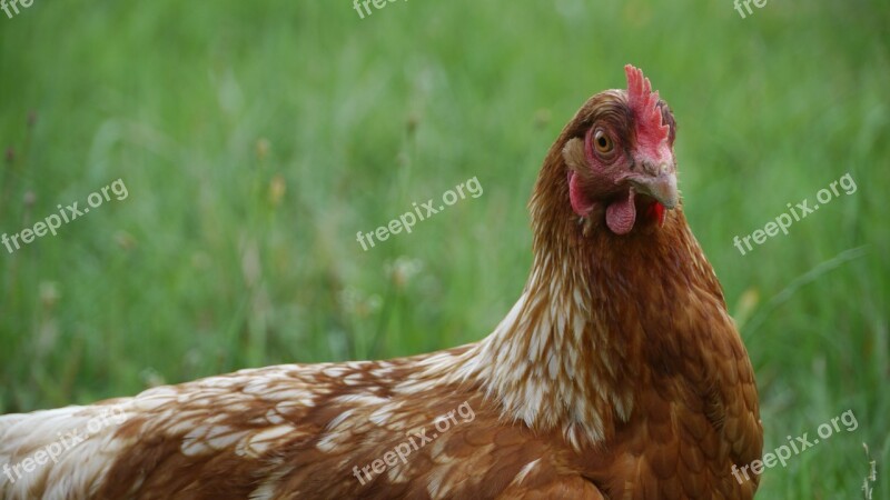 Hen Agriculture Pre Free Photos