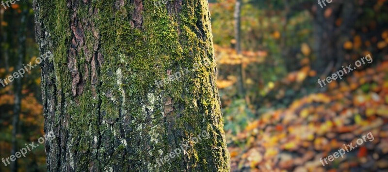 Tree Nature Trunk Park Forest