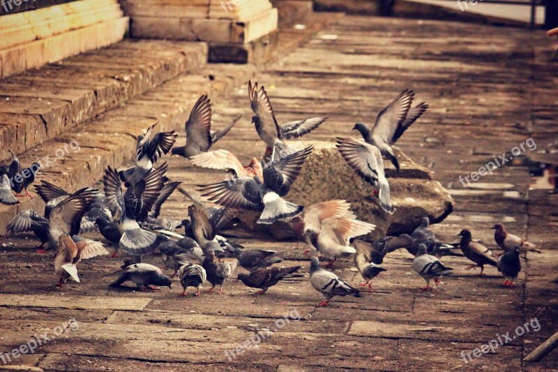 Pigeons Birds A Flock Of Birds Florence Animal